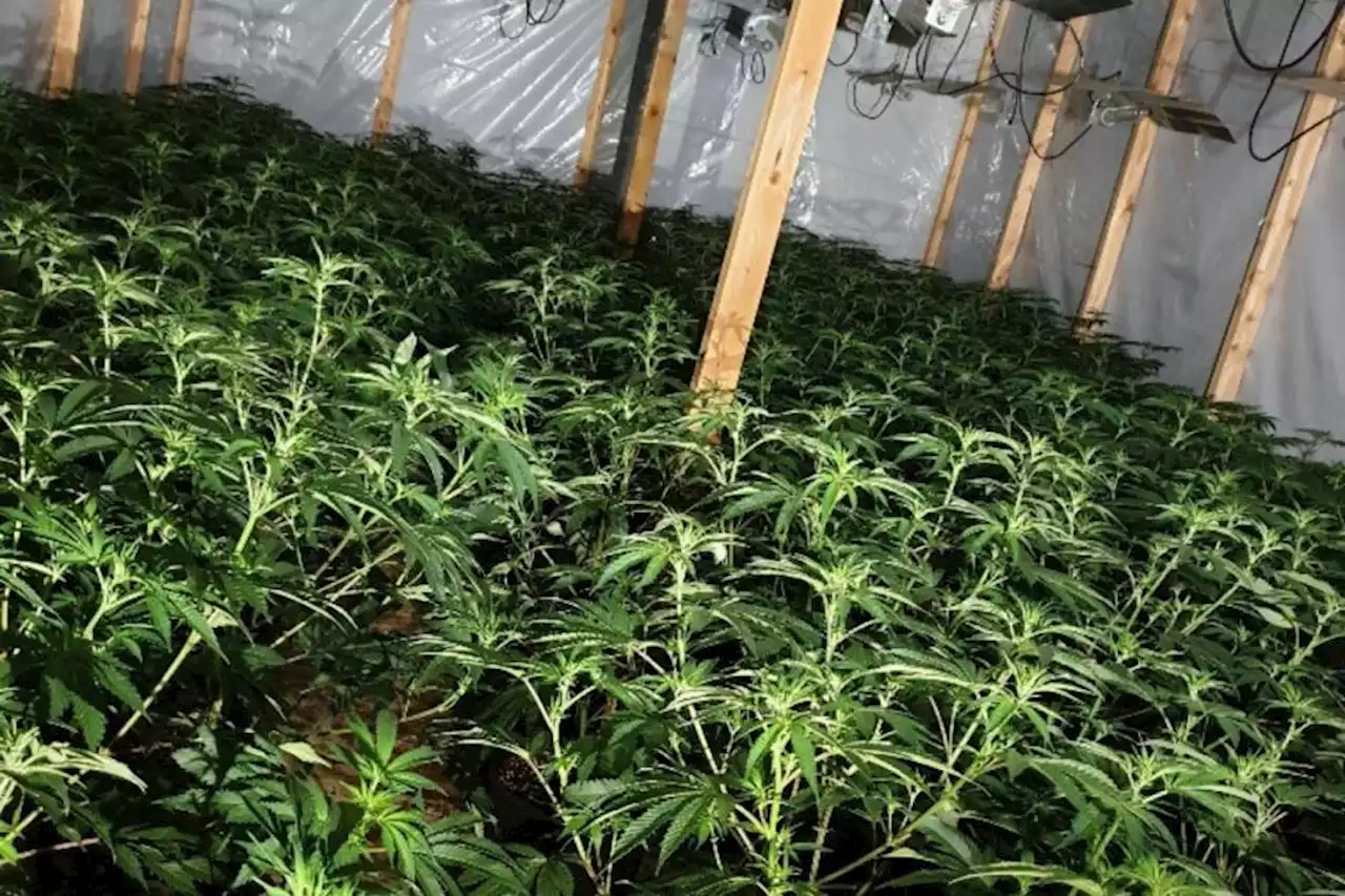 Cops discover cannabis farm during bust of old Glasgow job centre