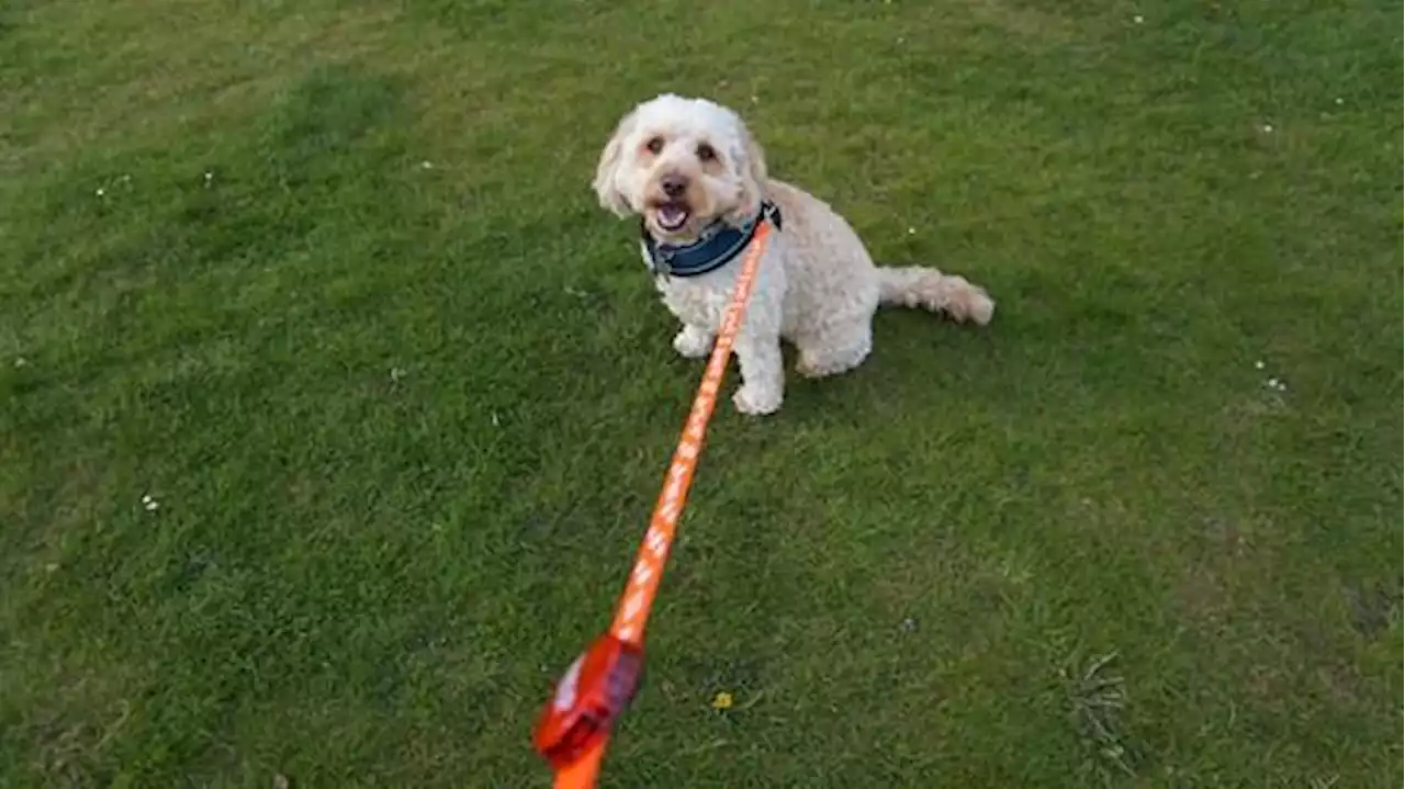 Dog walk event to be held in park with free gifts on offer