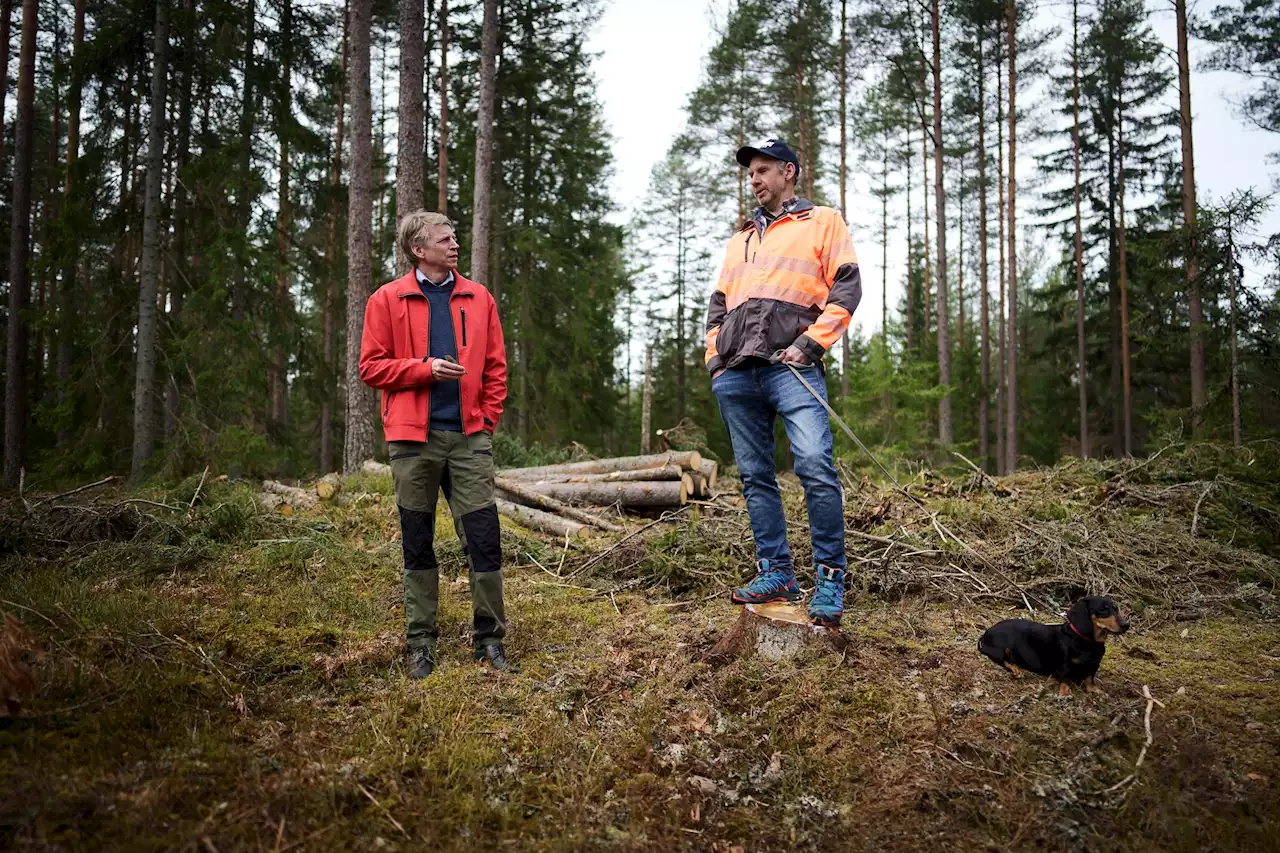 Per Bolund (MP): Därför hatas det mot Miljöpartiet