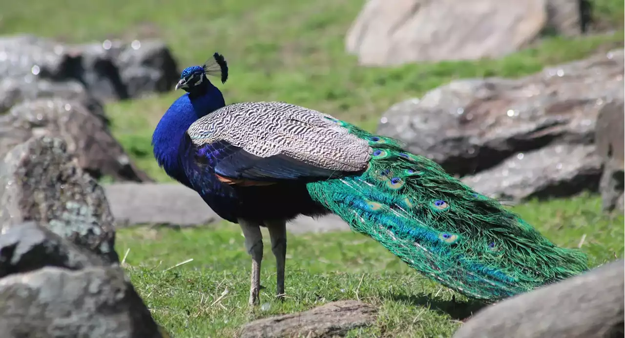 Bronx peacock 'Raul' back home at the zoo