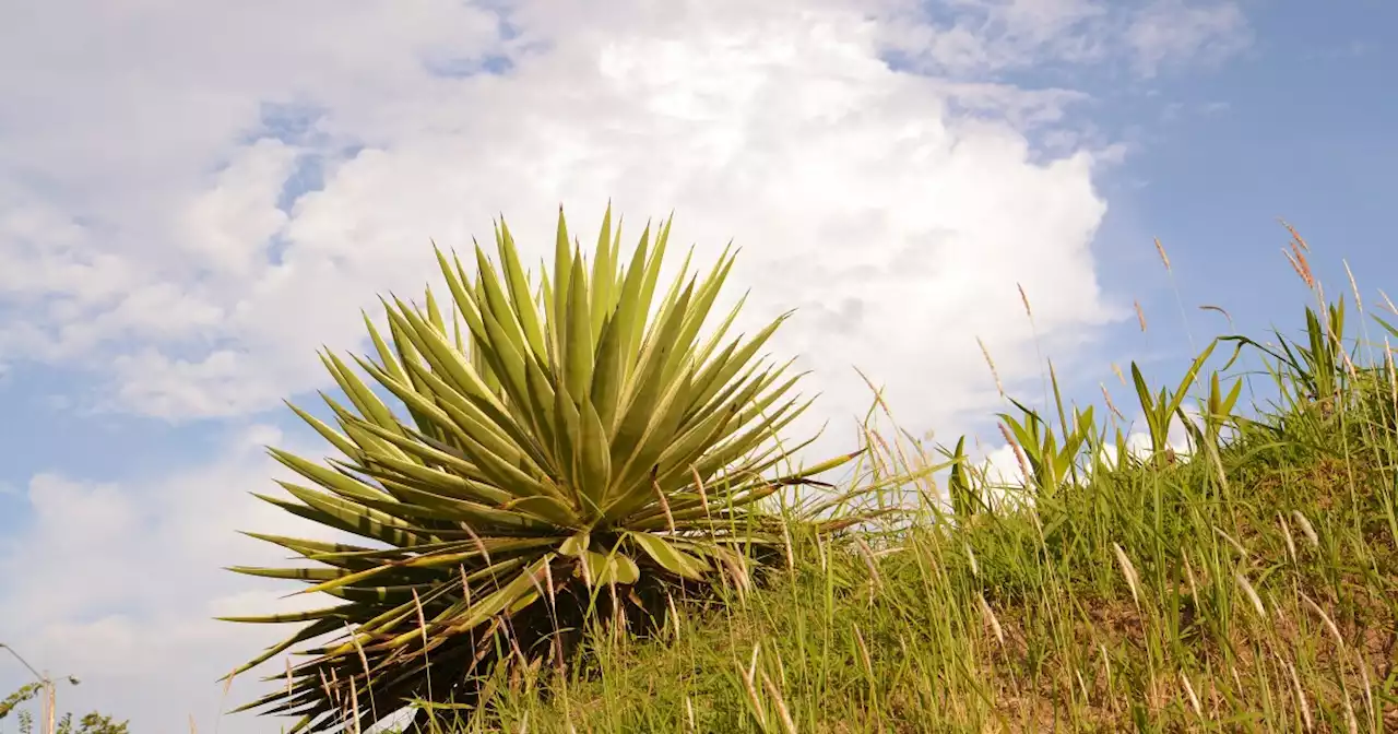 Agave Heritage Festival celebrates culinary arts and culture in Tucson