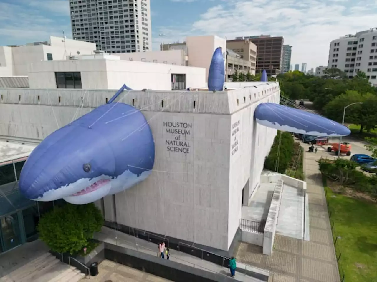 Houston Museum of Natural Science to bring ‘fin-tastic’ new shark exhibit