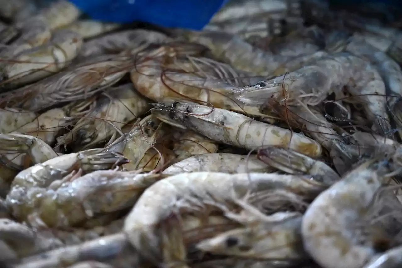 Sader establece veda temporal de camarón en Golfo de México y el Caribe