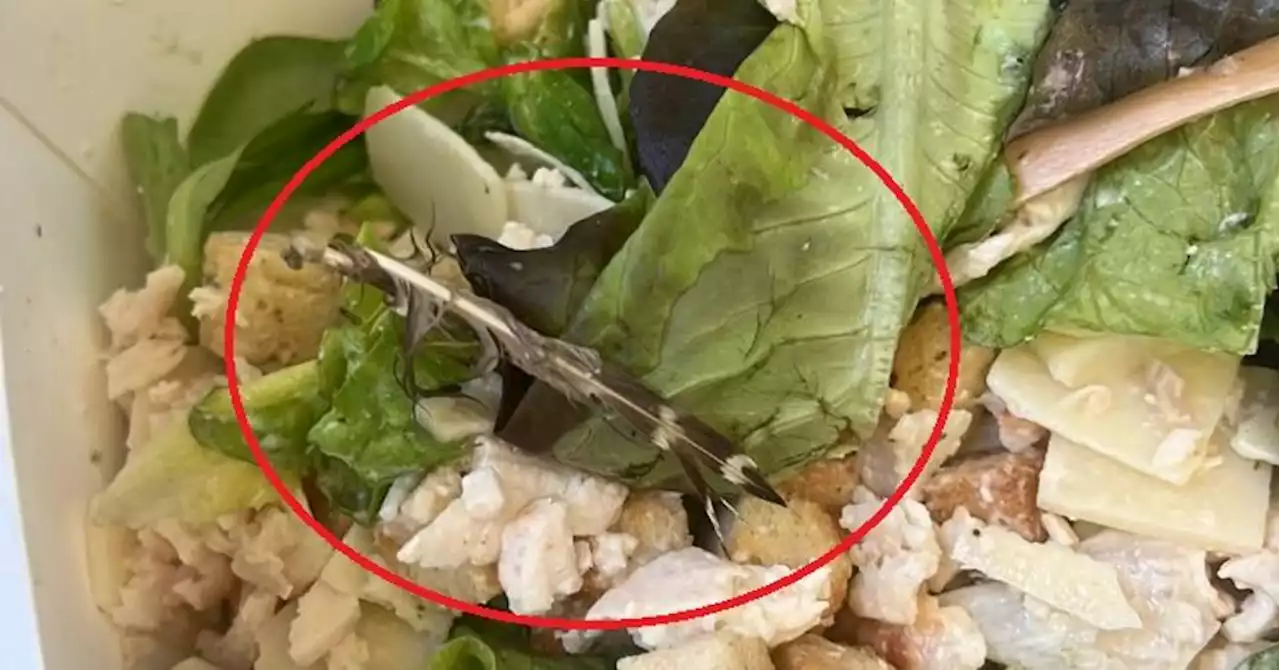 Marseille : photo à l'appui, elle affirme avoir trouvé une plume de pigeon dans sa salade McDo