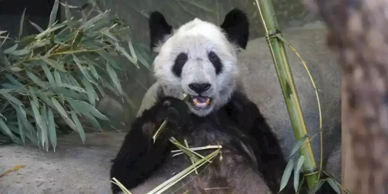 China recibe a la panda Ya Ya tras 20 años en el extranjero