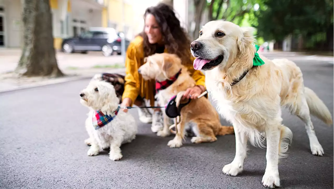 I dogsitter a New York guadagnano anche 100 mila dollari l'anno, con la pandemia boom di adozioni di cani