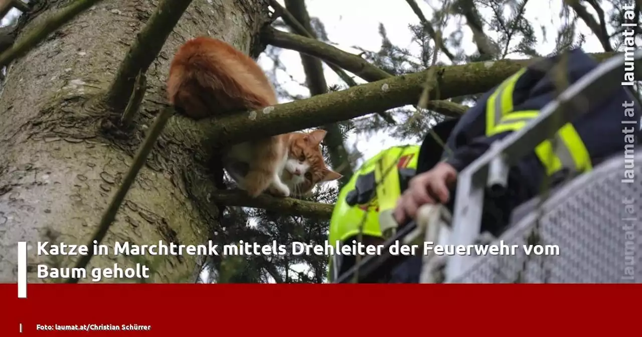 Katze in Marchtrenk mittels Drehleiter der Feuerwehr vom Baum geholt | laumat|at