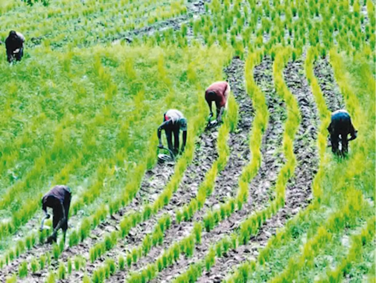 Japanese Embassy, Sasakawa Africa Association support agric sector