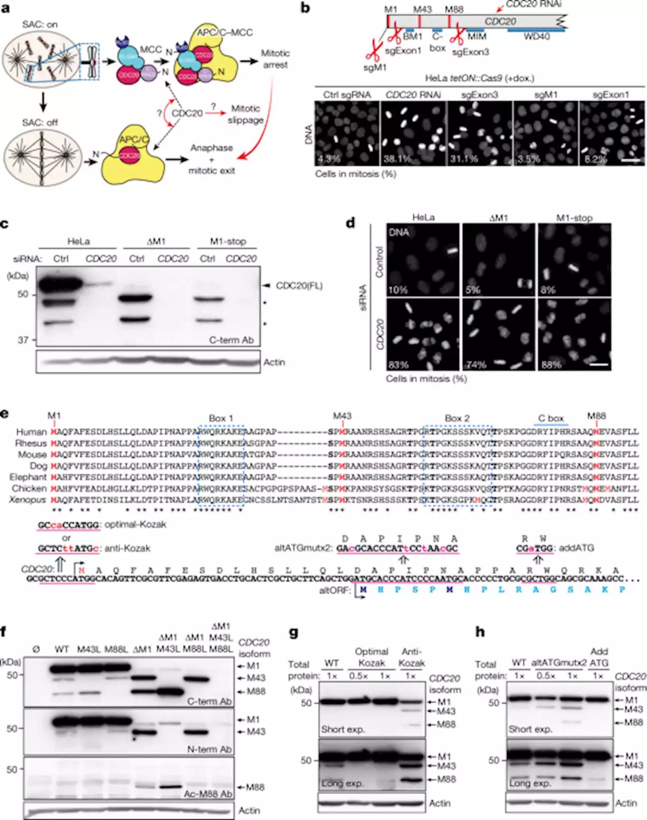 Alternative CDC20 translational isoforms tune mitotic arrest duration - Nature