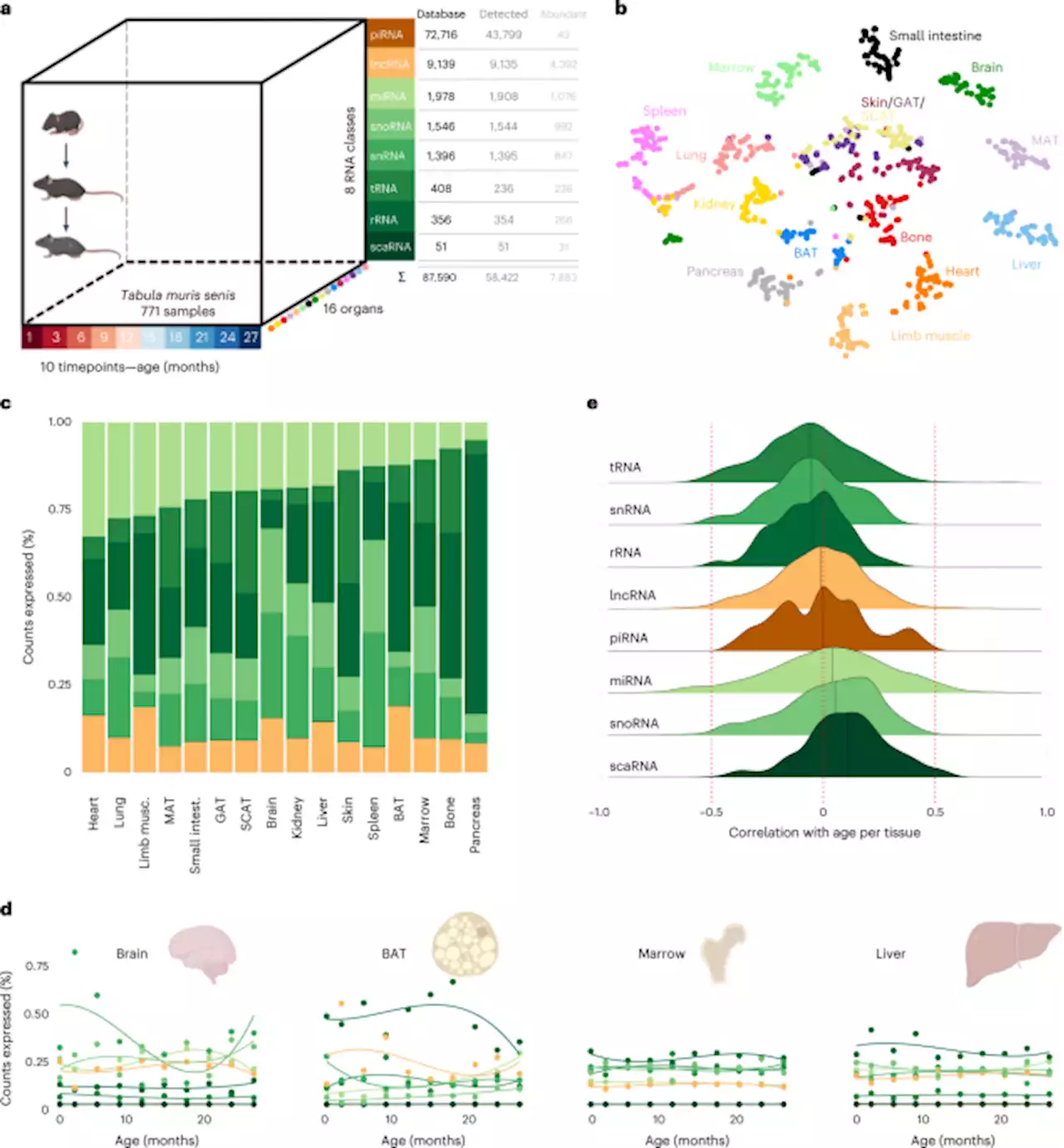 Characterizing expression changes in noncoding RNAs during aging and heterochronic parabiosis across mouse tissues - Nature Biotechnology