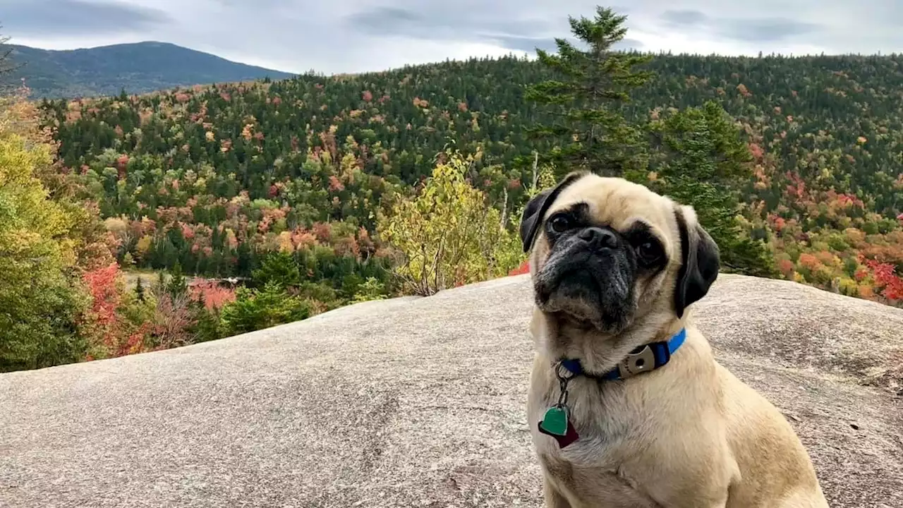 Top Dog: Woof the Pug Has Hiked New Hampshire's 48 Tallest Mountains With His Owner