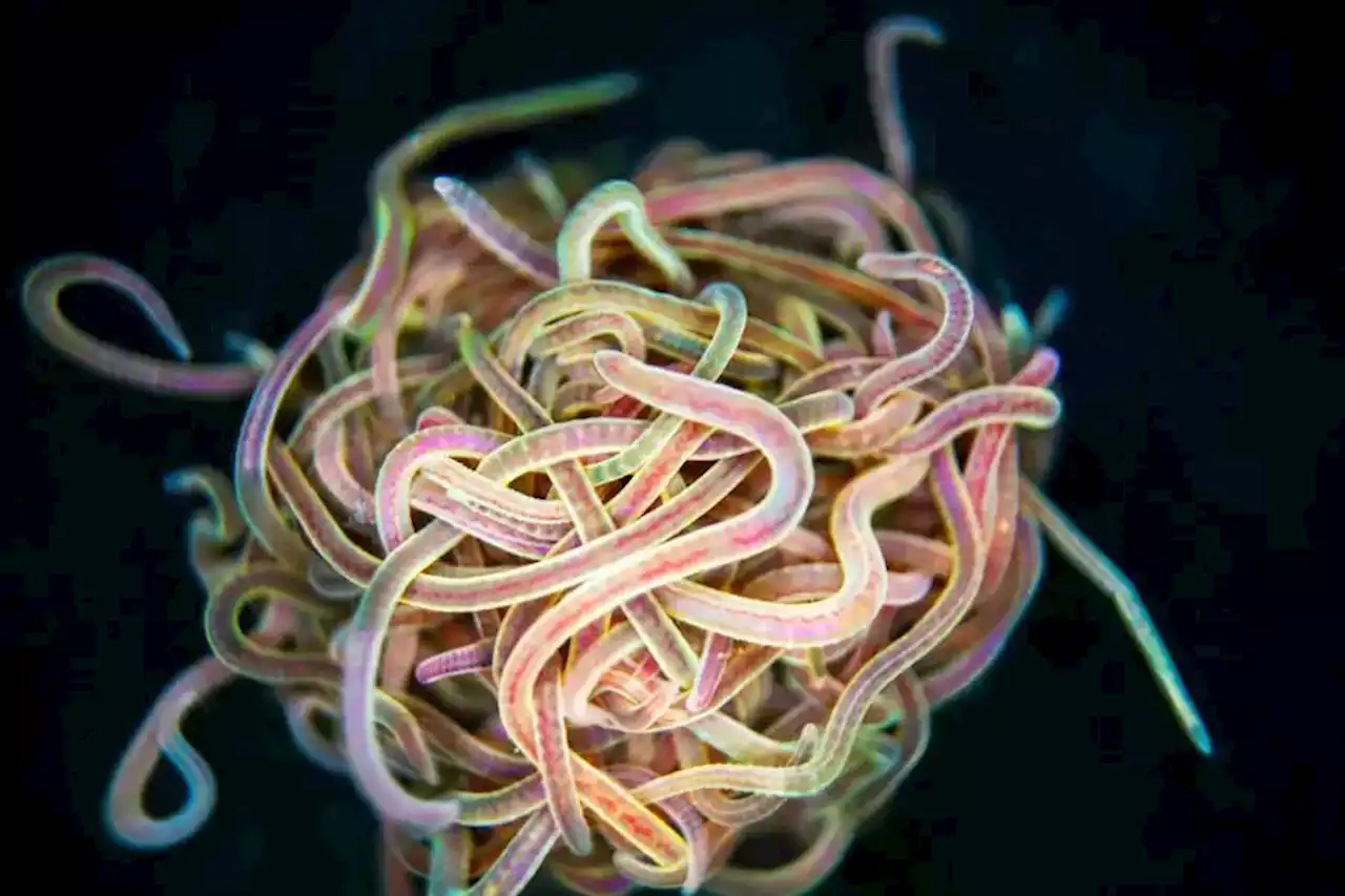 Blobs of worms untangle in milliseconds with a corkscrew wiggle