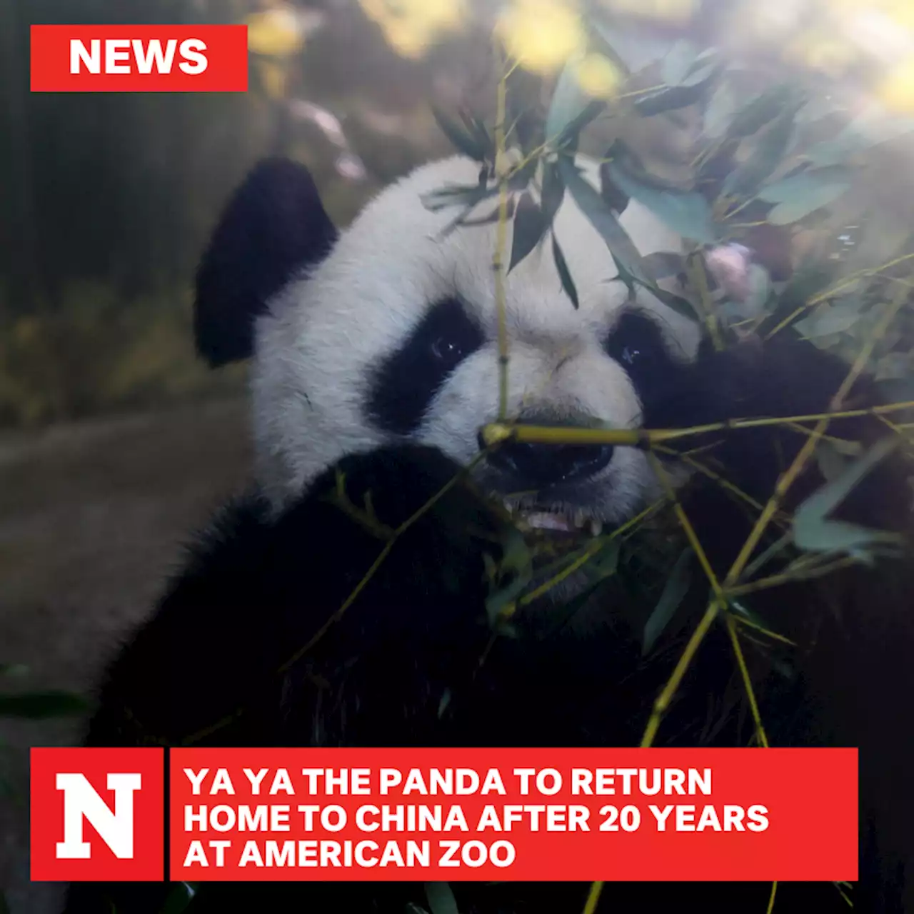 Ya Ya, panda at center of anti-American rage in China, is heading home