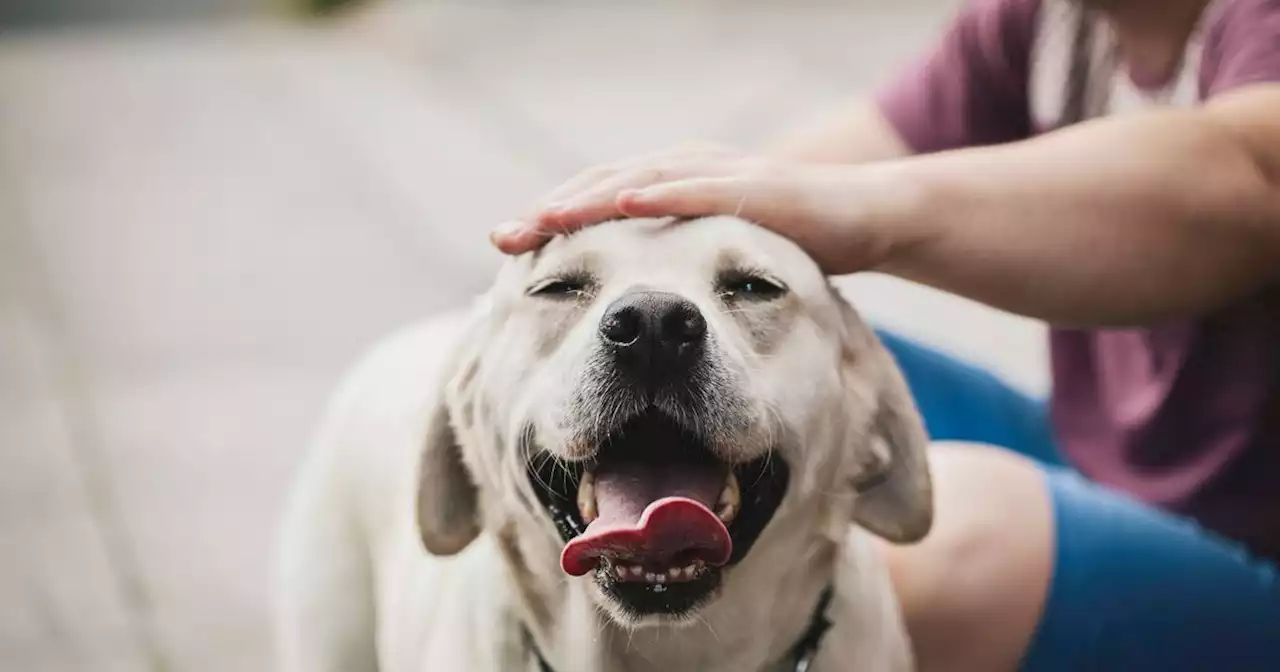 Powers to clamp down on poorly behaved dogs and owners could be used in Corby