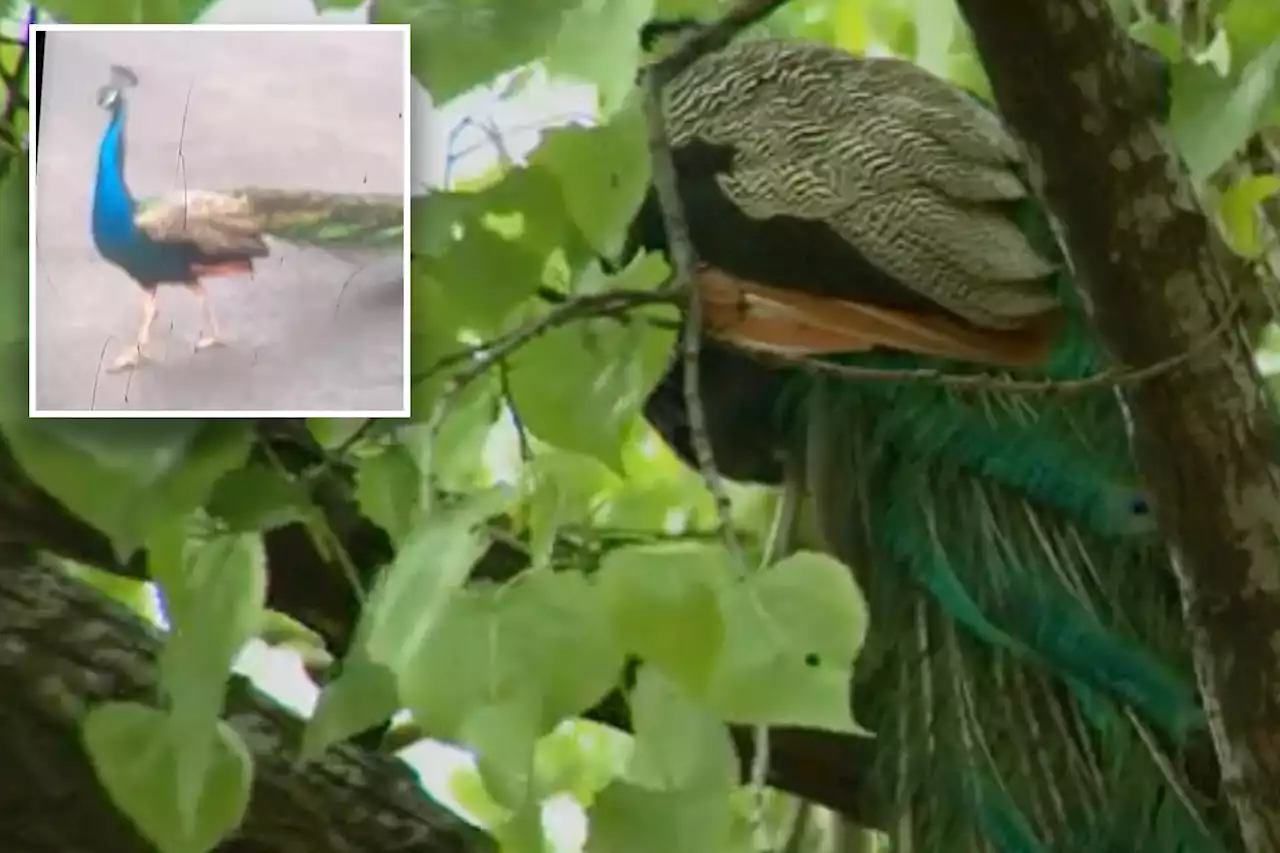 ‘Vicious’ peacock escapes Bronx Zoo and bites onlooker