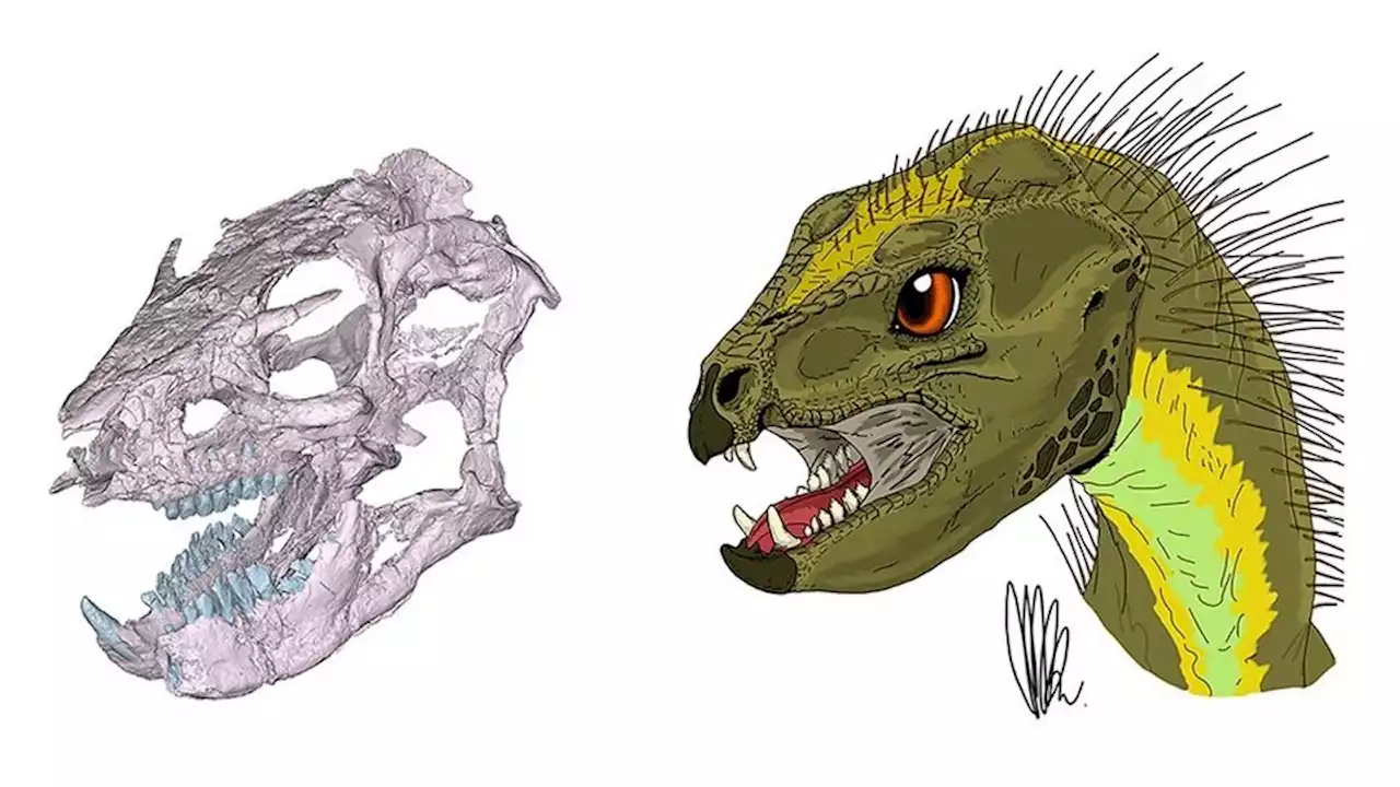 Científicos argentinos reconstruyeron el cráneo de un dinosaurio patagónico | Conicet