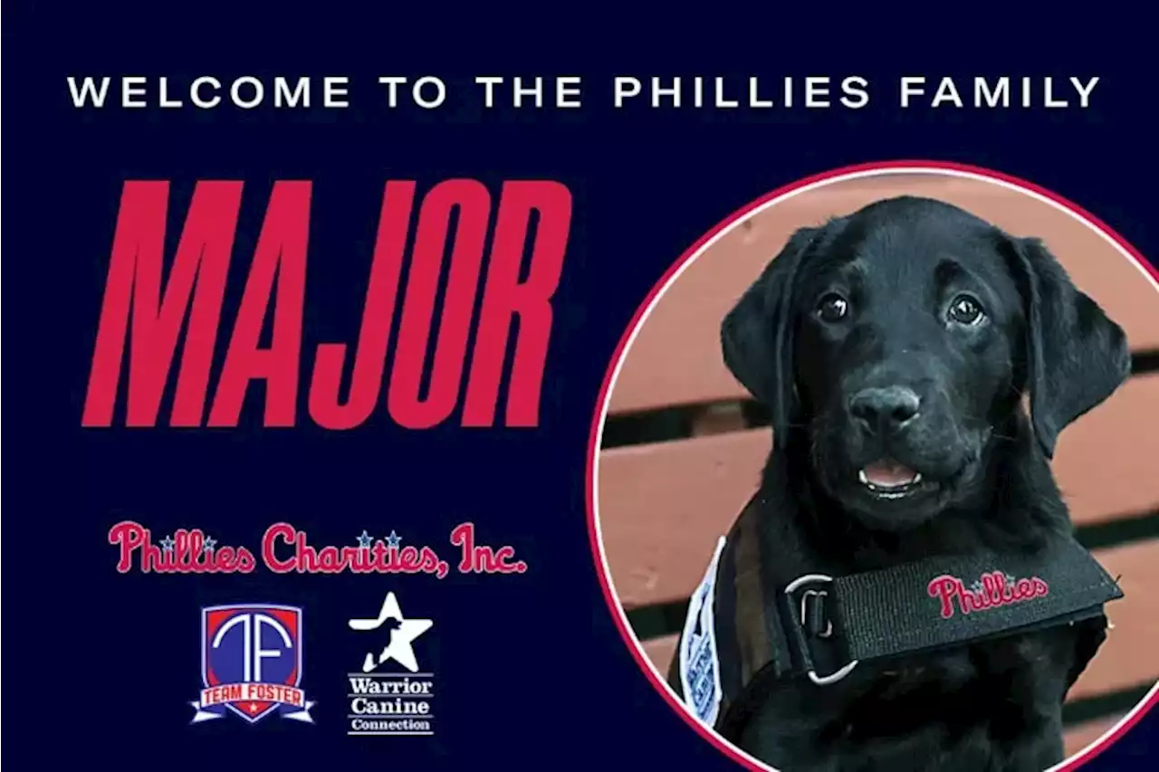 Labrador pup Major joins the Phillies