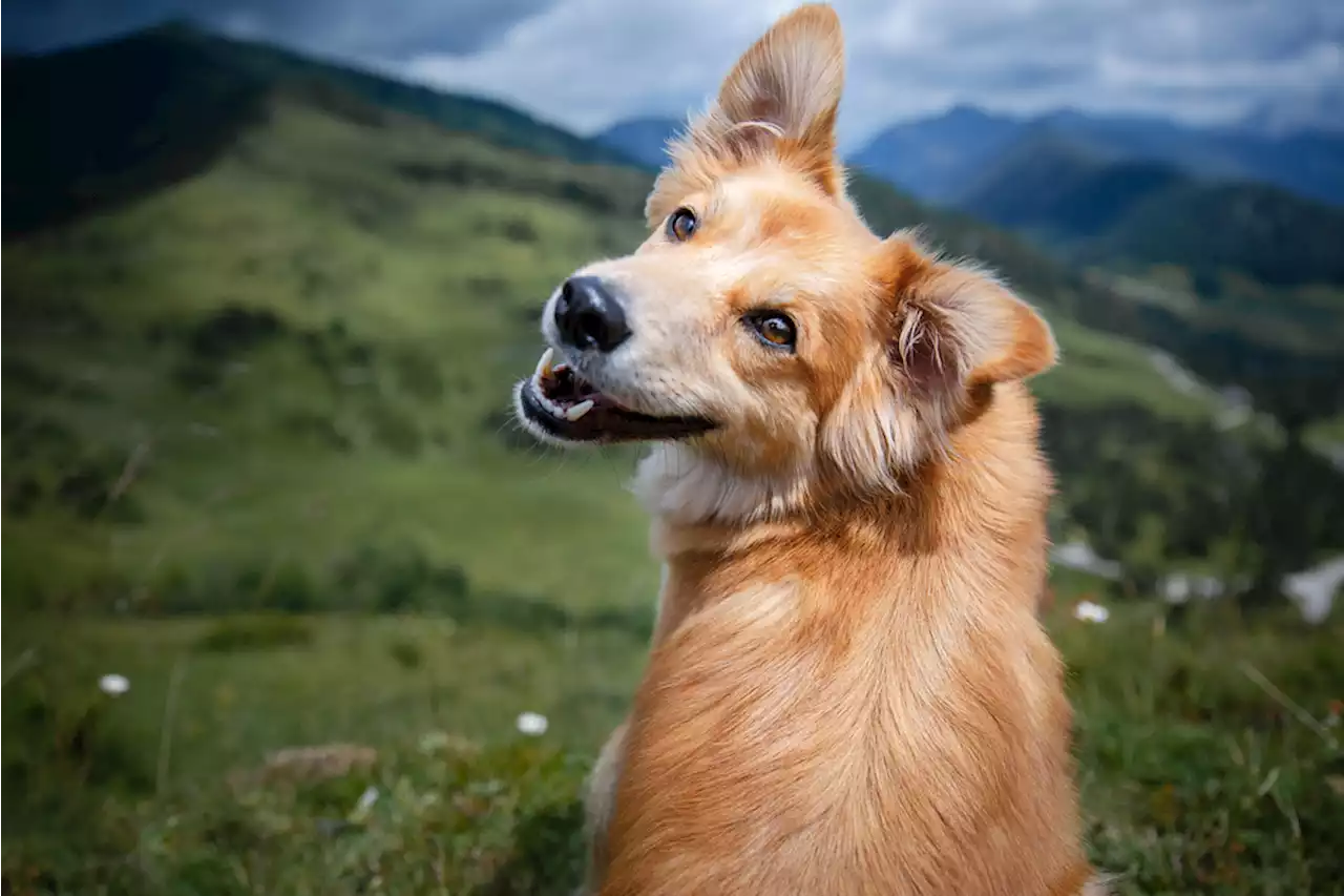 Kanton Thurgau: Regierungsrat genehmigt die Verordnung zum Hundegesetz