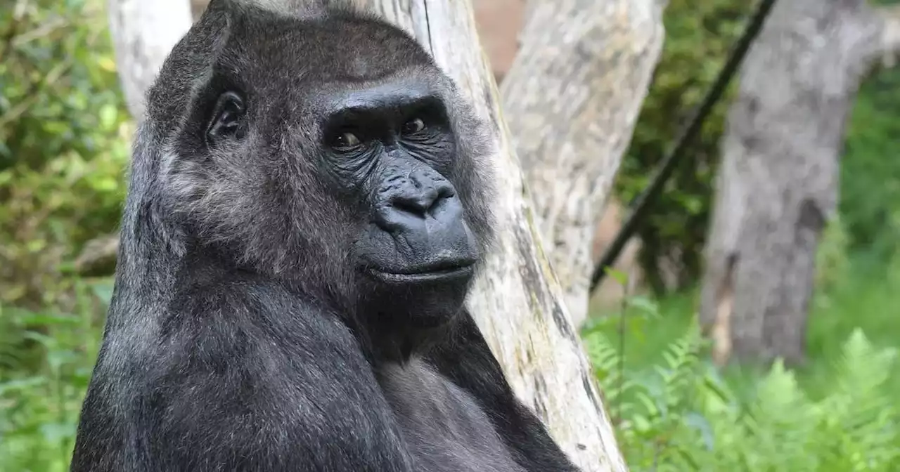 Trauer im Wuppertaler Zoo: Gorilla-Weibchen „Ukiwa“ überraschend gestorben