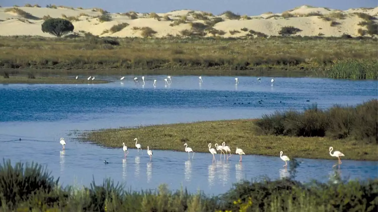 La CE defiende su rol 'estrictamente institucional' en Doñana