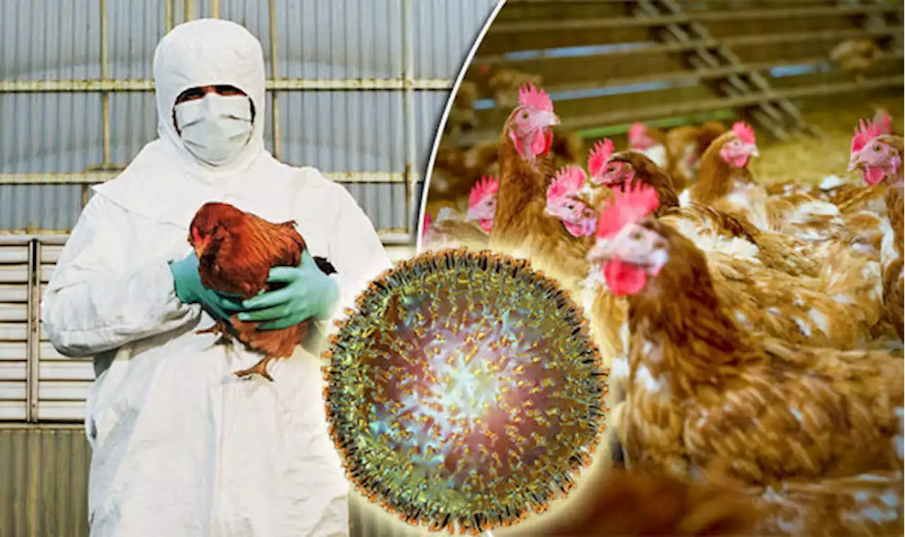 Avian flu detected at two Western Cape poultry farms - SABC News