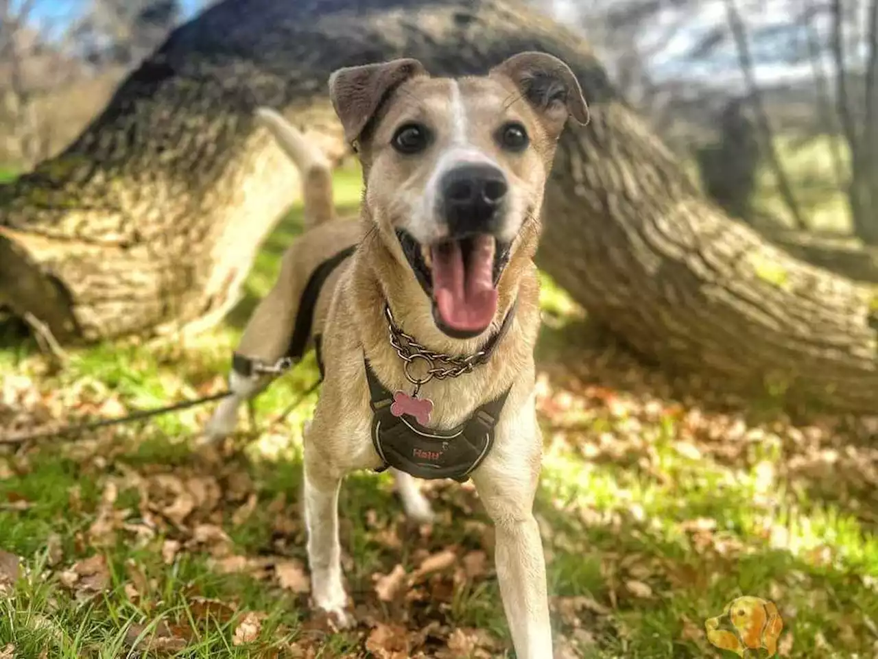 'Misunderstood' dog still looking for a new home despite video reaching one million people