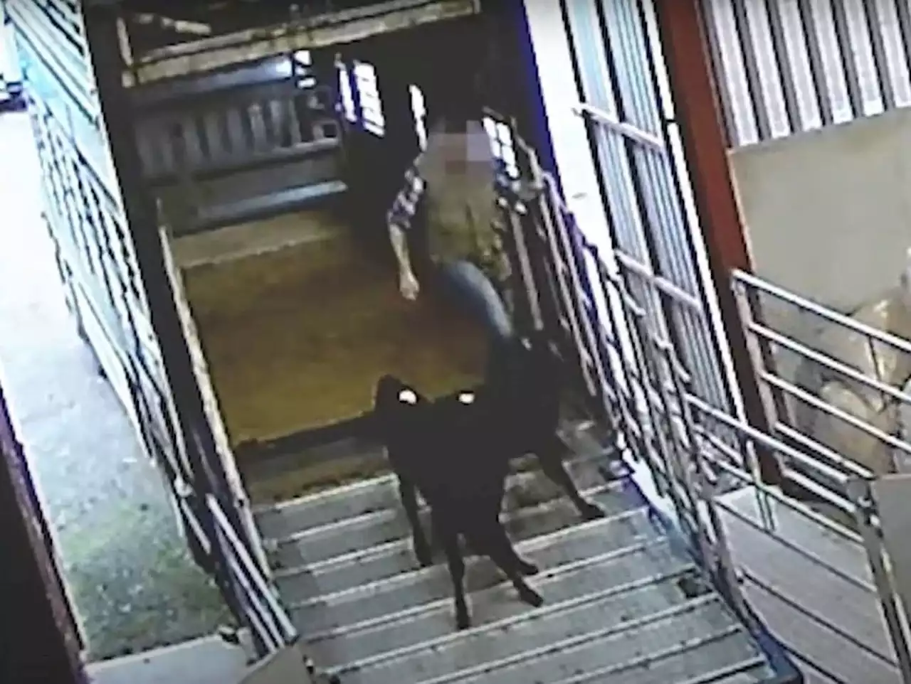 Shropshire farmer banned from keeping cattle after his staff were filmed kicking calves