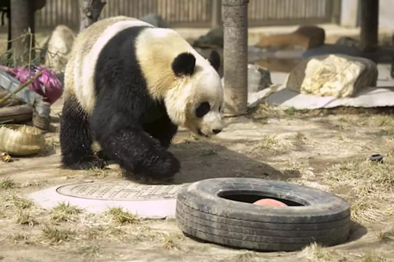 Il panda gigante Ya Ya ritorna in Cina dopo 20 anni negli Usa