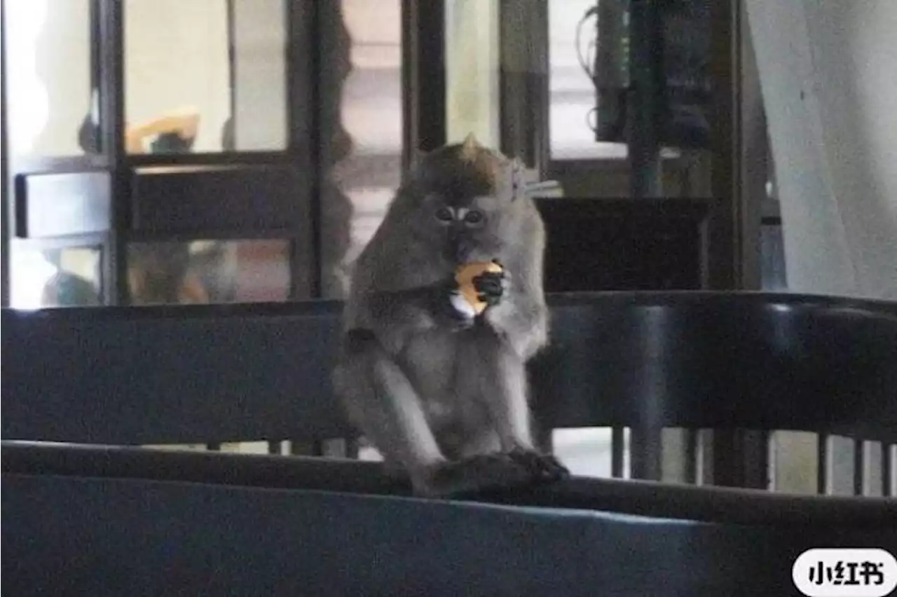 Let's stop the monkey business, NTU issues advisory after recent macaque sightings on campus