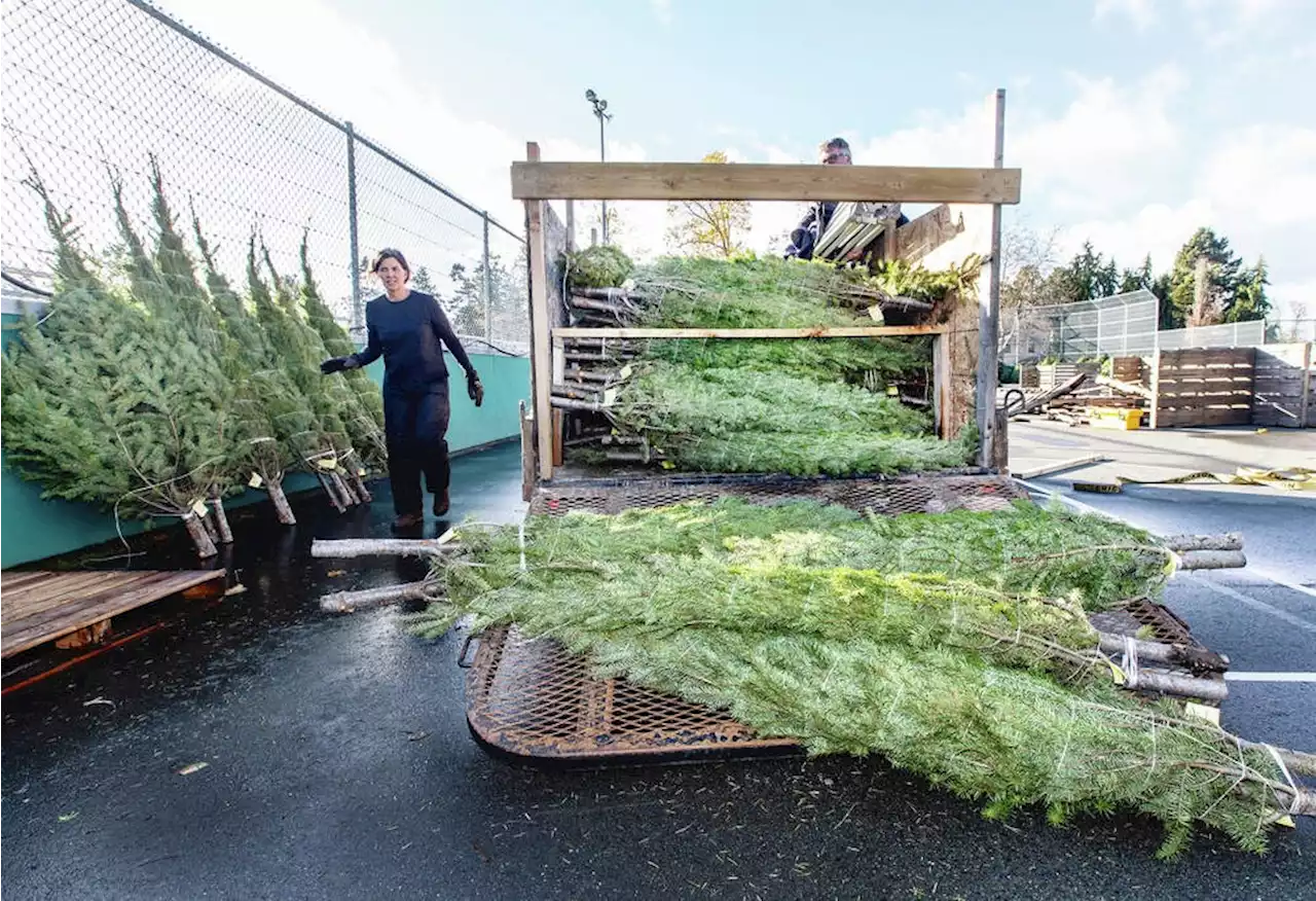 Saanich no Grinch on Christmas tree sales