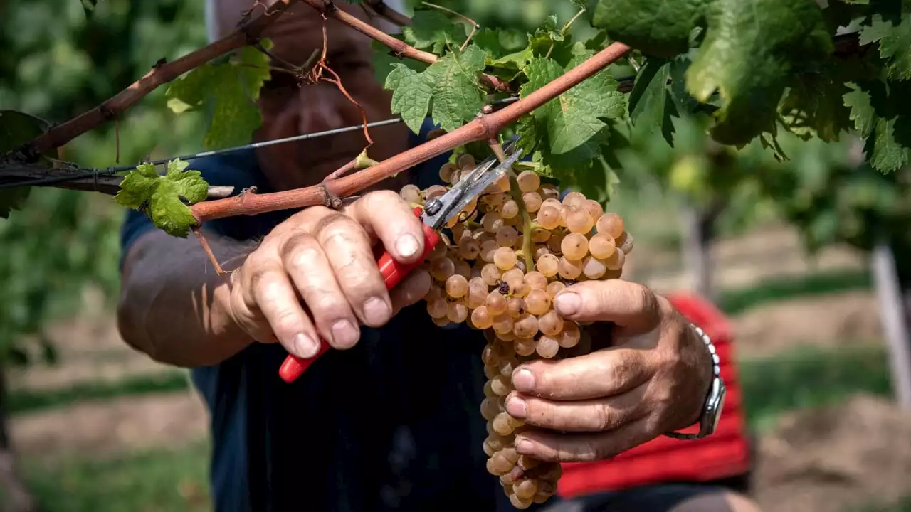 I pesticidi che finiscono sulle nostre tavole (nonostante le leggi)