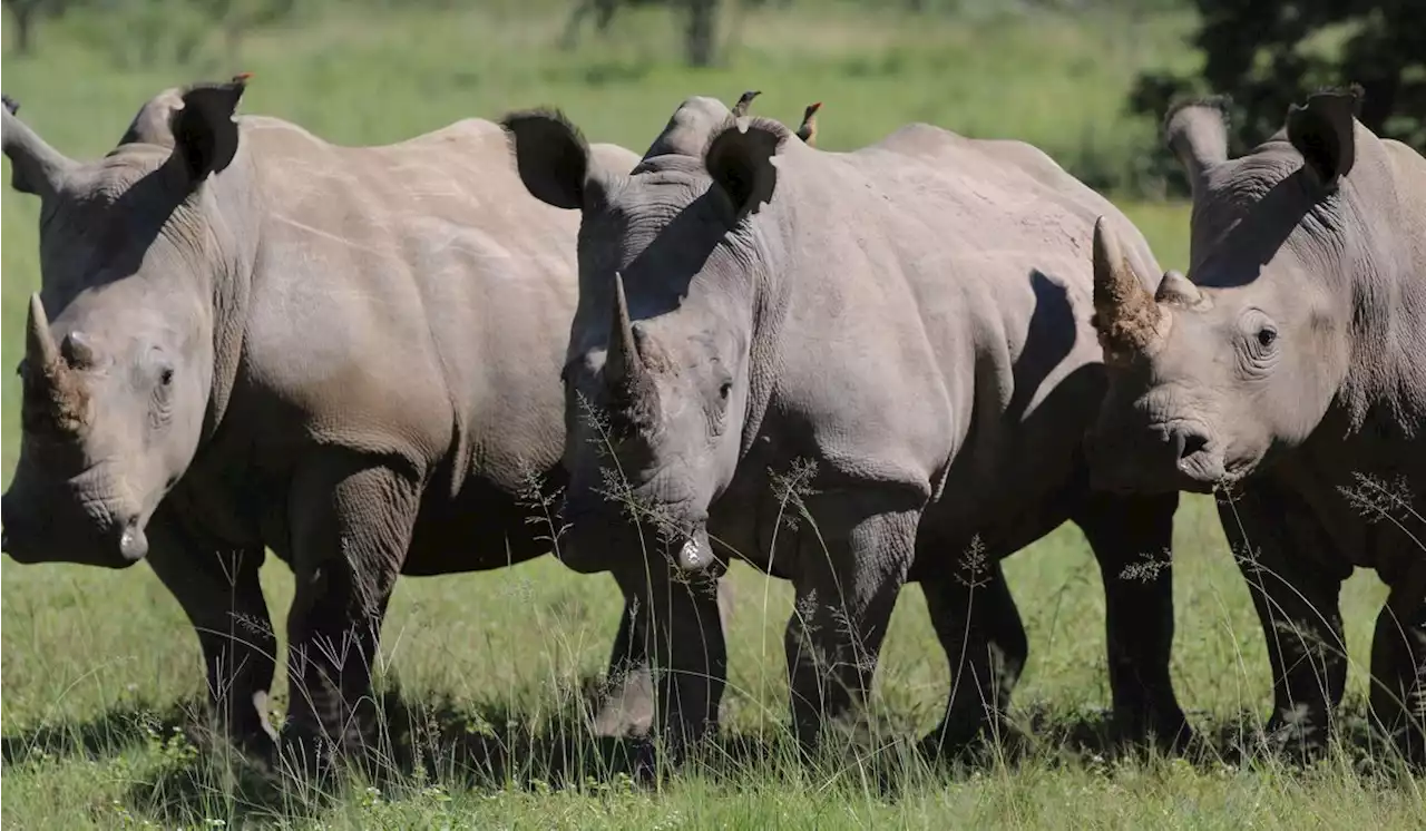 South African game farm with almost 2,000 rhinos, hundreds of other wildlife species to be auctioned