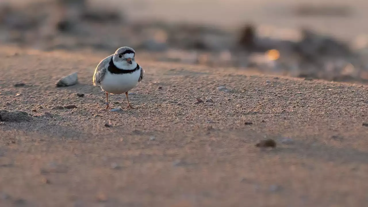 Plover Watch: Female Plover Joins Imani and Mystery Bachelor at Montrose, Let the Dating Games Begin