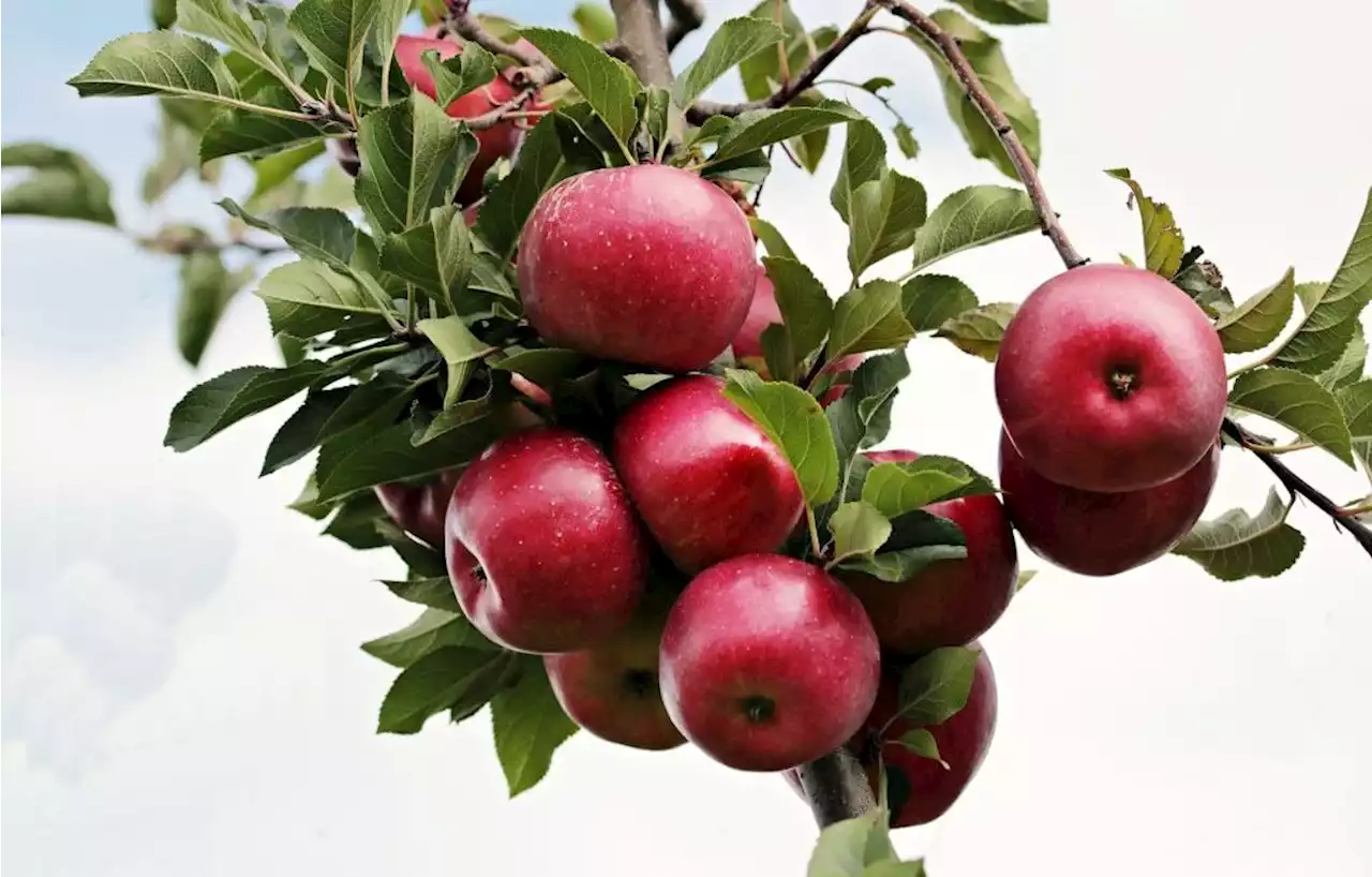 Une ferme expérimentale qui respecte la planète dans la Drôme