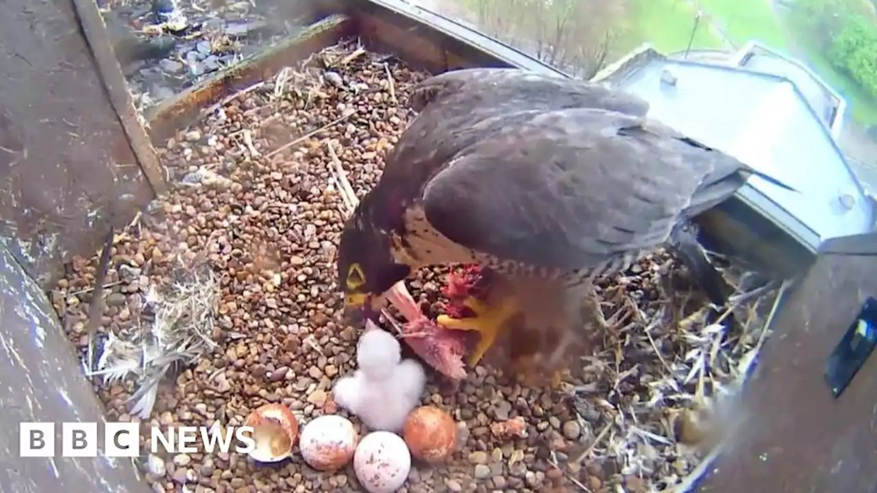 First Derby Cathedral peregrine chick hatches