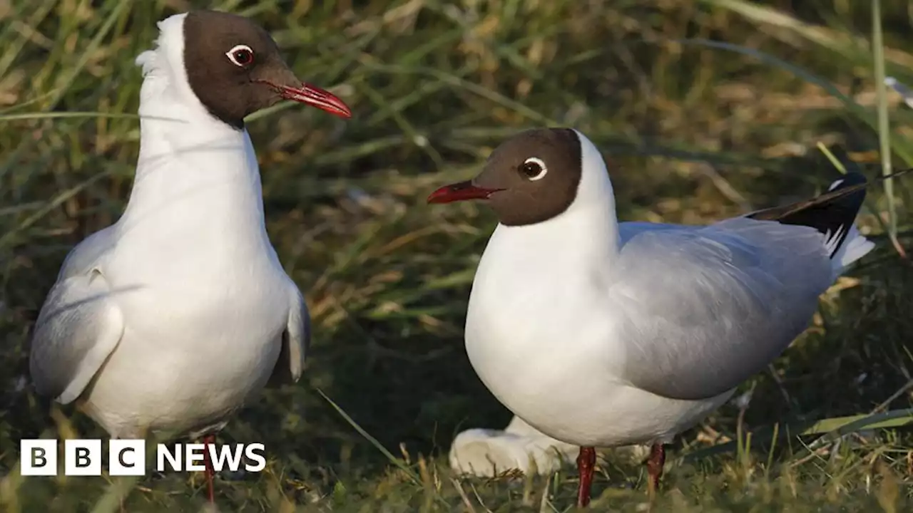 Bird flu outbreak suspected at East Yorkshire nature reserve