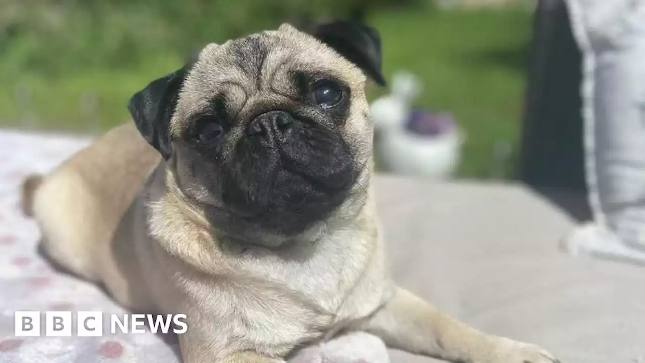 Man fined after pug dog, Luna, died in hot van at Baldock kennels