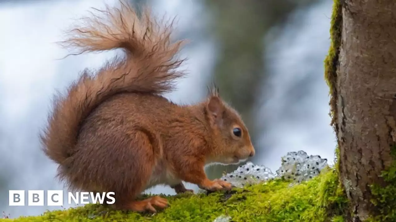 Red squirrel photographed eating frog spawn up tree