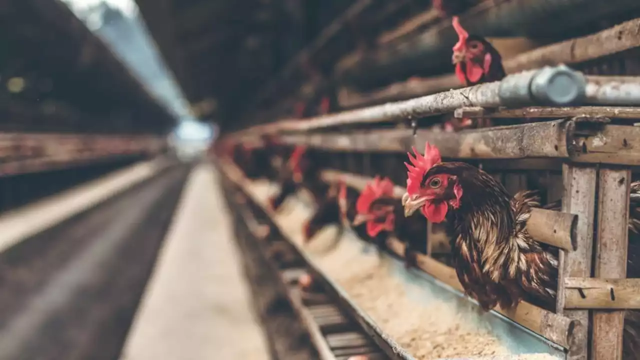 Western Cape poultry farms face bird flu outbreaks