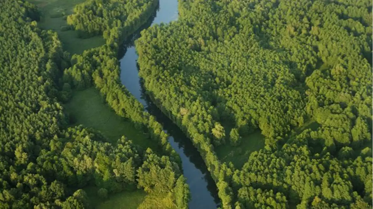 Wie im Choriner Wald neben Forstwirtschaft auch Naturschutz betrieben wird