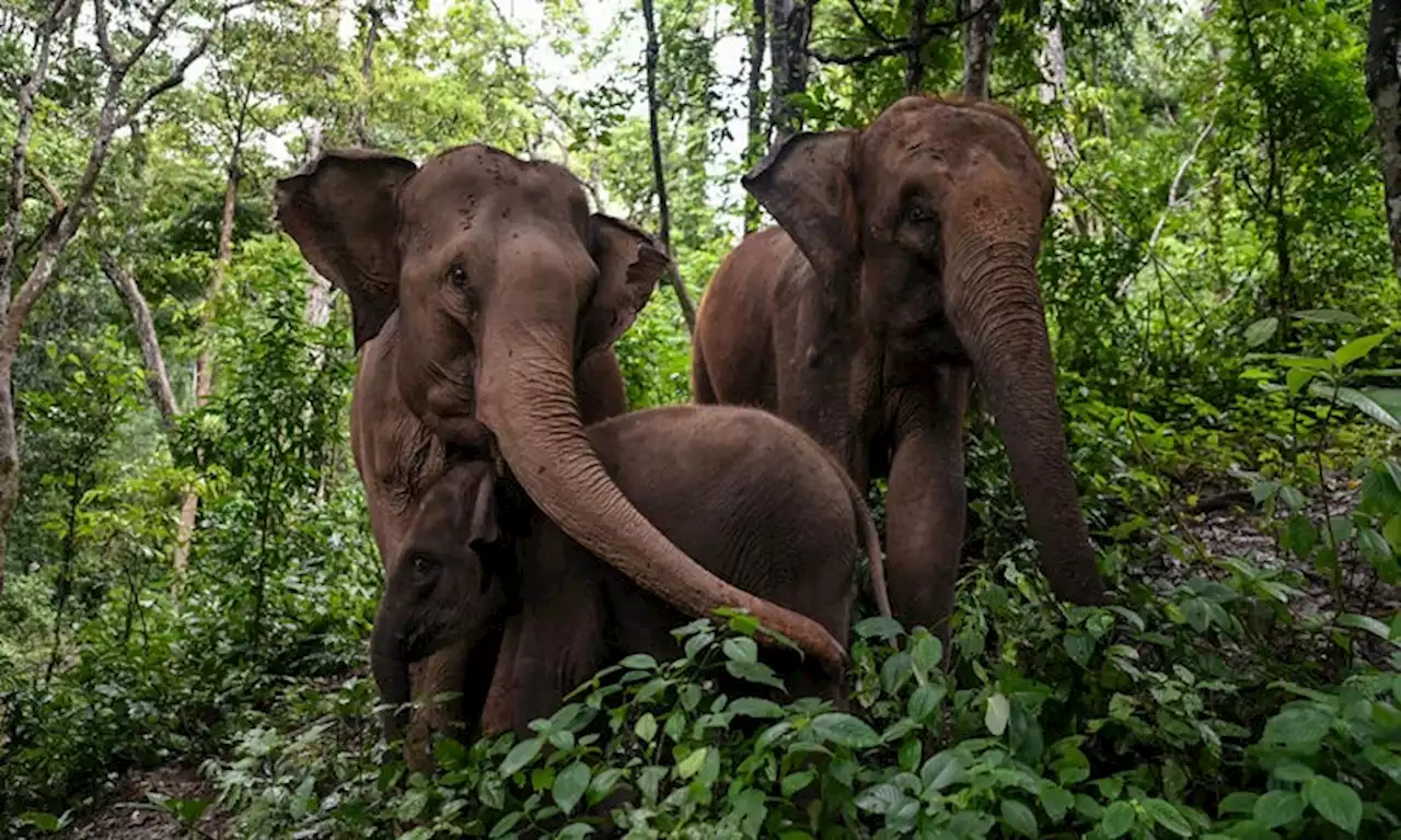 Almost two-thirds of elephant habitat lost across Asia, study finds