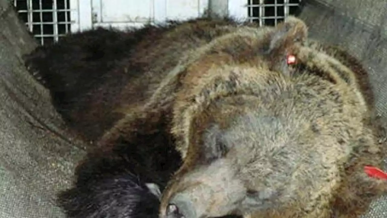 Orsa Jj4, Fugatti firma una nuova ordinanza per l'abbattimento dell'animale che uccise Andrea Papi