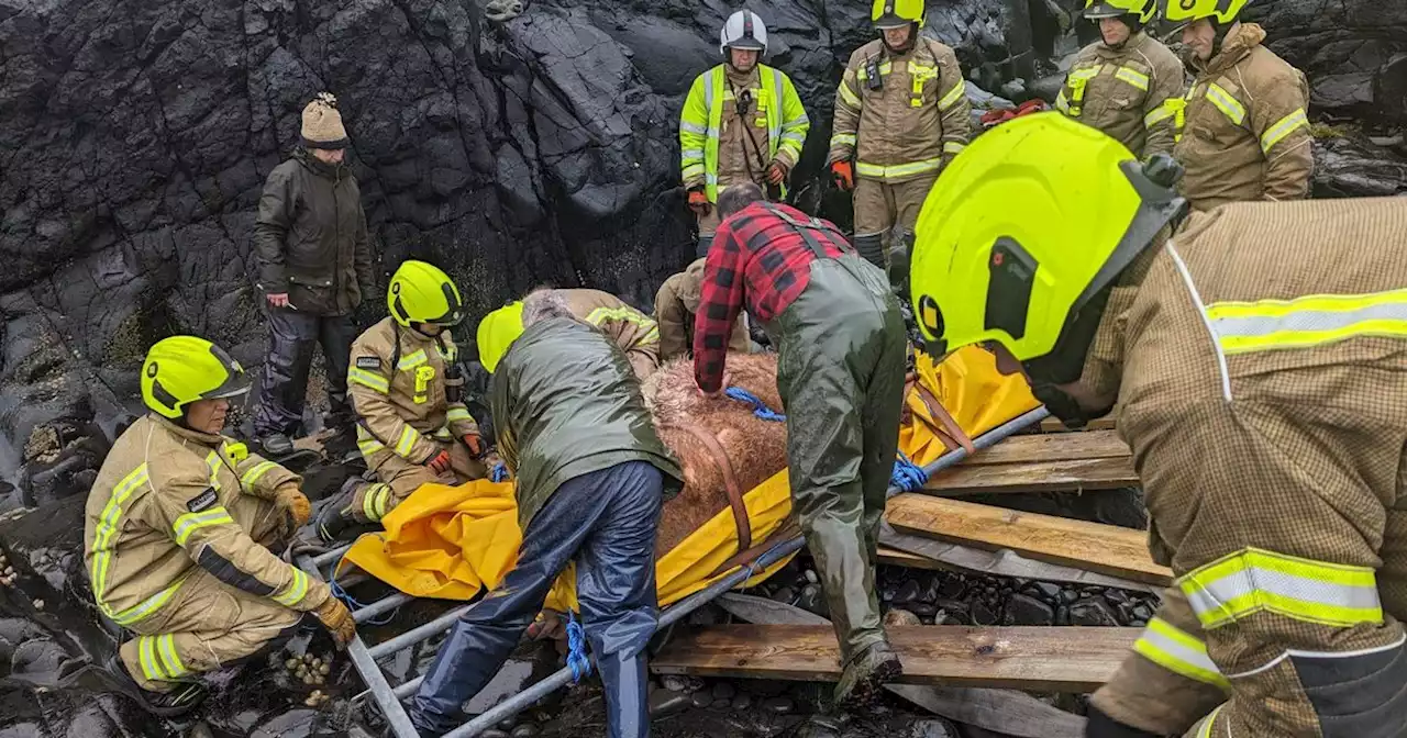 Cow stuck at bottom of cliff rescued by firefighters battling incoming tide