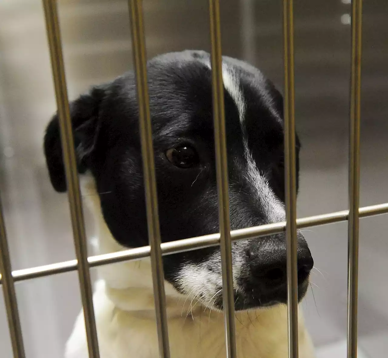 Denver Animal Shelter sees alarming increase in number of dogs surrendered