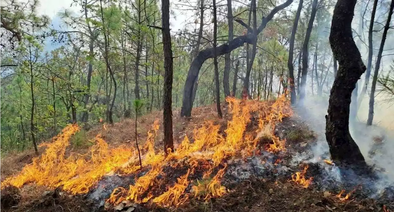 Incendio forestal en Tejupilco afecta a 300 hectáreas de árboles, lleva el 80% controlado | El Universal