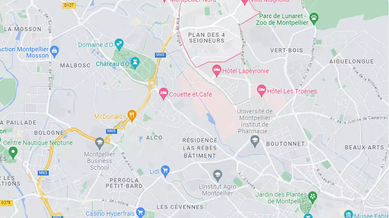 Montpellier : trois jeunes battent à mort une chienne et tabassent un promeneur