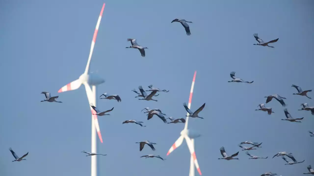 Dutch plans to slow bird killer wind turbine blades during migratory season