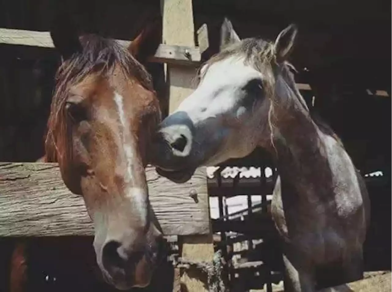 Aprueban en primer debate proyecto que acabaría con los ‘caballos cocheros’ en Cartagena