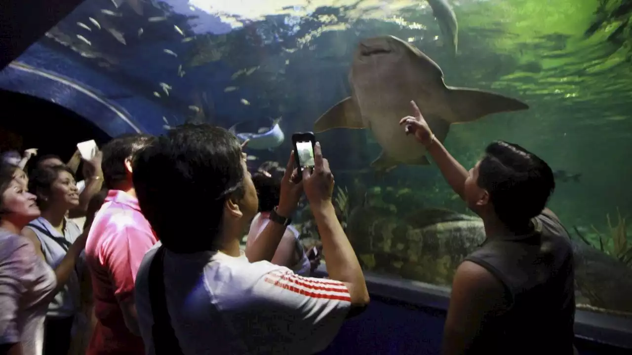 ¿Cuánto dinero recaudó el Acuario de Veracruz en un año tras su clausura?