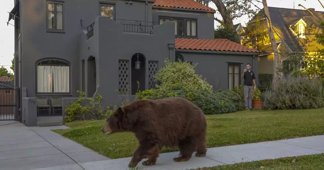 Opinion: Extremely hungry bears are a troubling consequence of California's epic snowpack